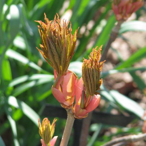 Aesculus pavia Atrosanguinea