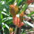 Aesculus pavia Atrosanguinea