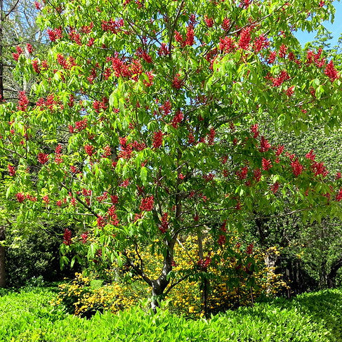 Aesculus pavia Atrosanguinea