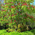 Aesculus pavia Atrosanguinea