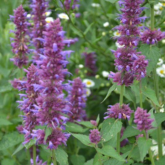 Agastache Blue Boa