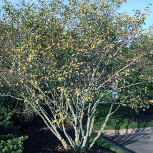 Amelanchier laevis Snowflakes