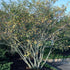 Amelanchier laevis Snowflakes