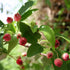 Amelanchier laevis Snowflakes