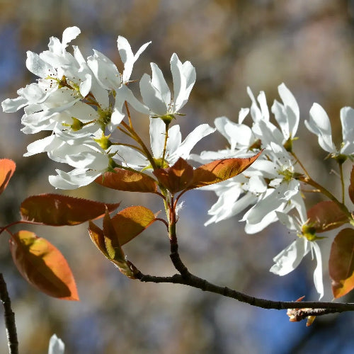 Amelanchier laevis Snowflakes