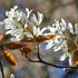 Amelanchier laevis Snowflakes