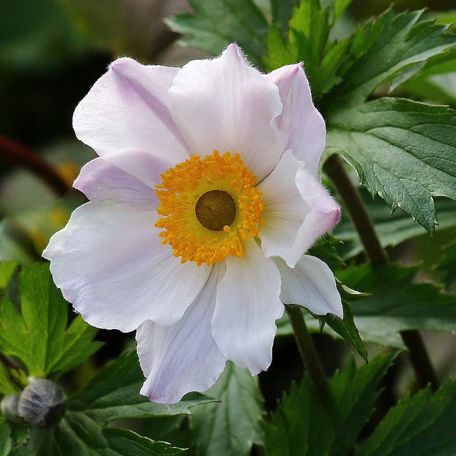 Anemone Elfin Swan