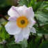 Anemone Elfin Swan