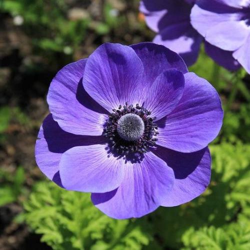 Anemone coronaria Mr Fokker