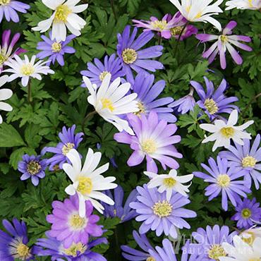 Anemone blanda Mixed Colours