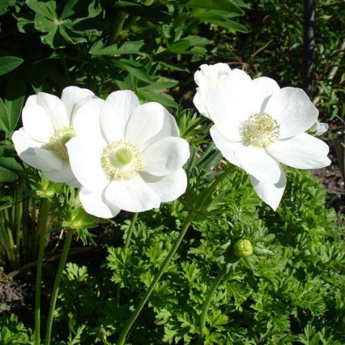 Anemone coronaria The Bride