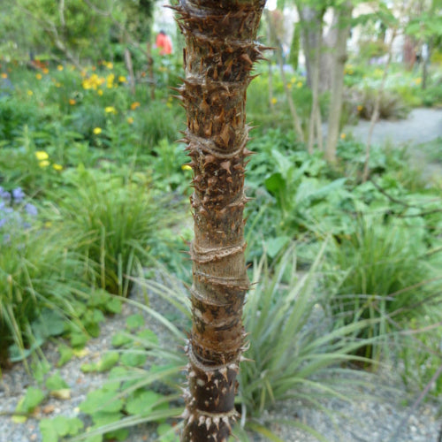 Aralia elata Aureovariegata
