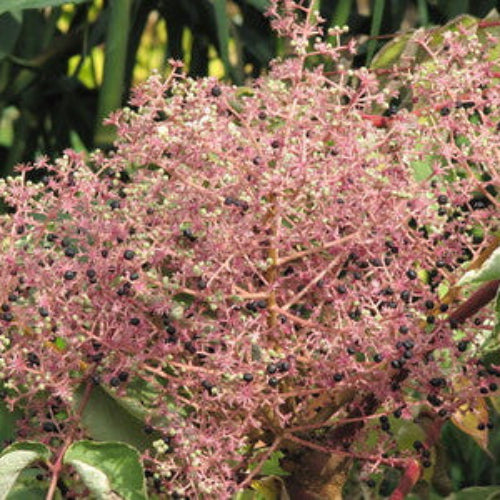 Aralia elata Aureovariegata