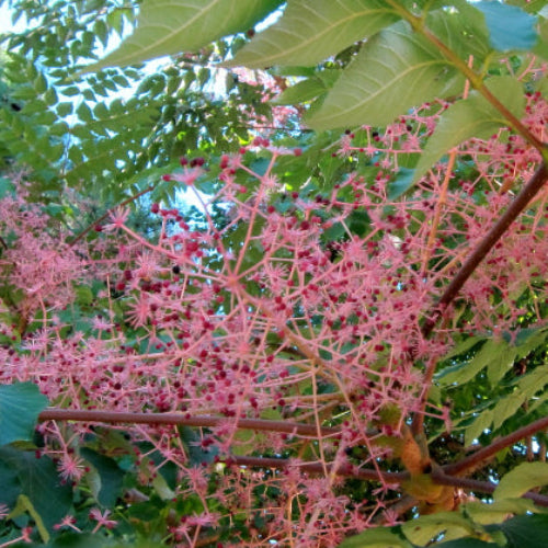 Aralia elata Aureovariegata