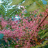 Aralia elata Aureovariegata