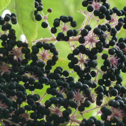 Aralia elata Aureovariegata