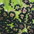 Aralia elata Aureovariegata
