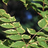 Aralia elata Aureovariegata