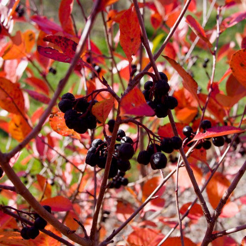 Aronia melanocarpa Hugin
