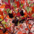 Aronia melanocarpa Hugin
