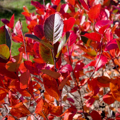 Aronia melanocarpa Hugin