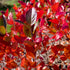 Aronia melanocarpa Hugin