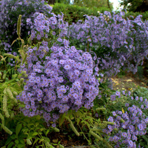 Aster Little Carlow
