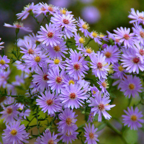 Aster Little Carlow