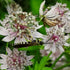 Astrantia major Florence