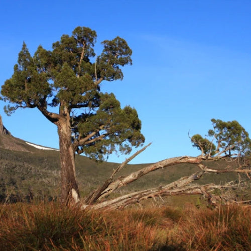 Athrotaxis cupressoides