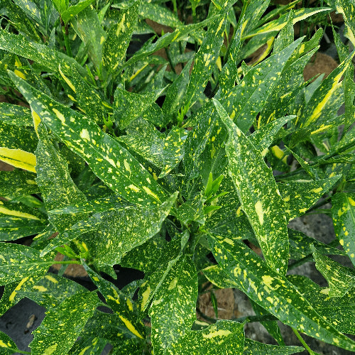 Aucuba japonica Ashmount