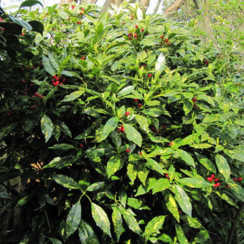 Aucuba japonica Ashmount