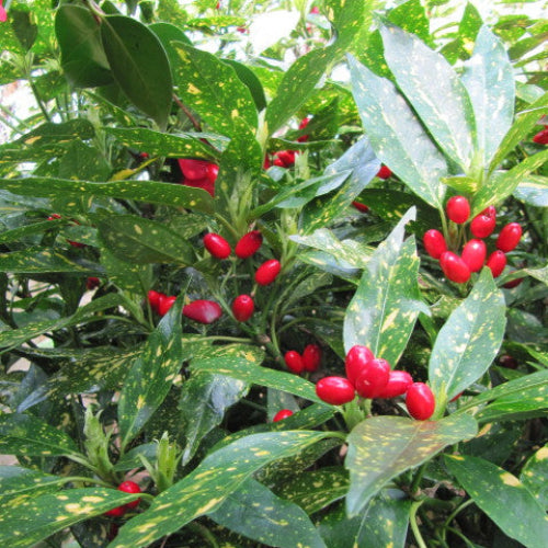 Aucuba japonica Ashmount