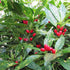 Aucuba japonica Ashmount