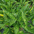 Aucuba japonica Ashmount