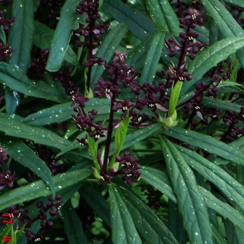 Aucuba himalaica var dolichophylla