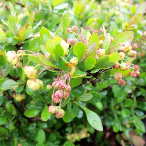 Berberis thunbergii Kobold