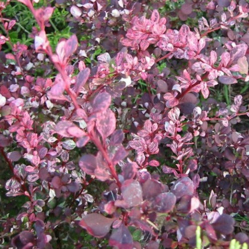 Berberis thunbergii f. atropurpurea Harlequin