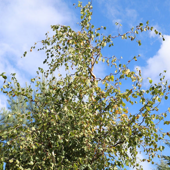 Betula pendula Spider Alley