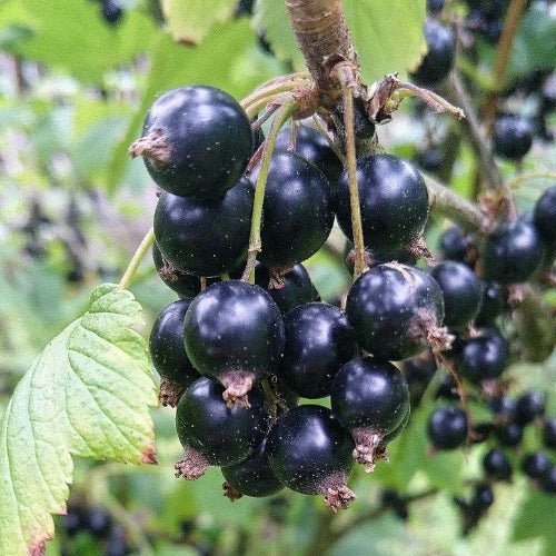 Blackcurrant Ebony