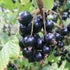 Blackcurrant Ebony
