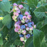 Blueberry Sunshine Blue