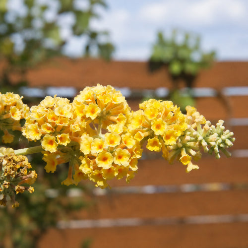 Buddleja x weyeriana Sungold