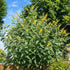 Buddleja x weyeriana Sungold