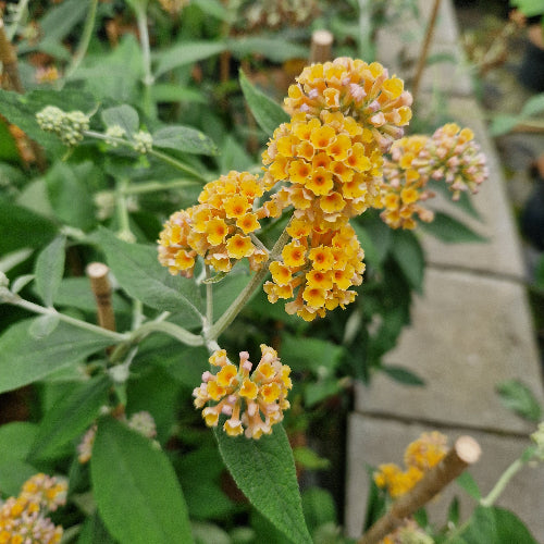 Buddleja x weyeriana Sungold