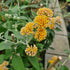 Buddleja x weyeriana Sungold