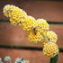 Buddleja x weyeriana Sungold