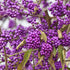 Callicarpa bodinieri Imperial Pearl