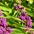 Callicarpa dichotoma 'Issai'