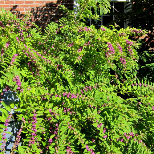 Callicarpa dichotoma 'Issai'